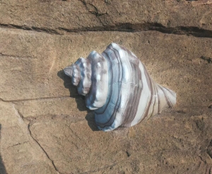 水泥雕塑-海螺